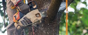 Niwot, CO Tree Services Company