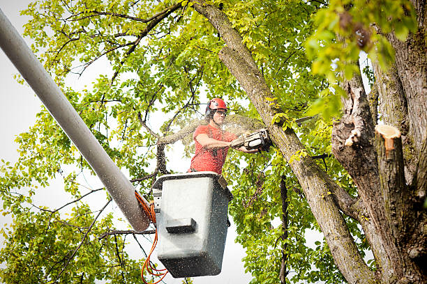 Best Emergency Tree Removal  in Niwot, CO