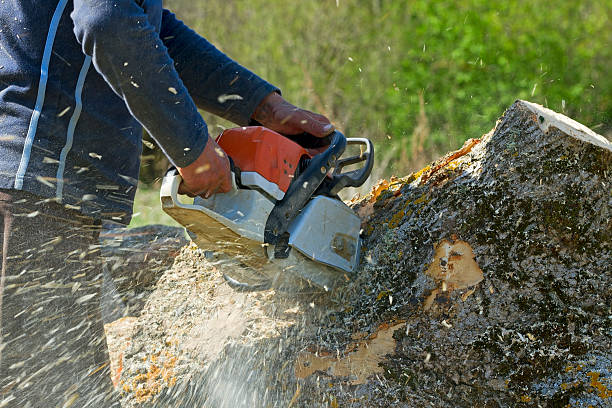 Best Root Management and Removal  in Niwot, CO