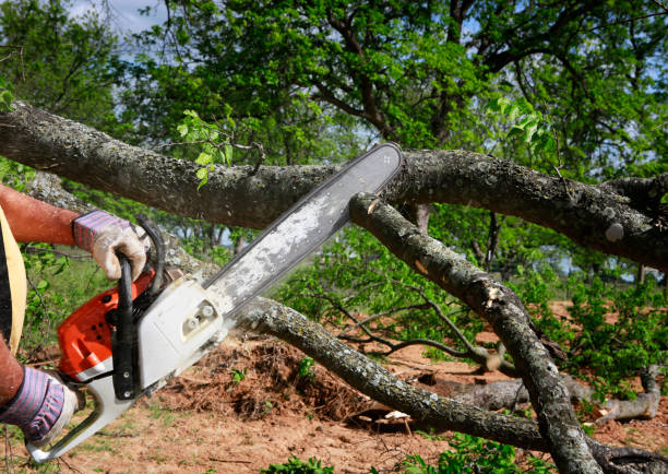 Best Tree Cabling and Bracing  in Niwot, CO